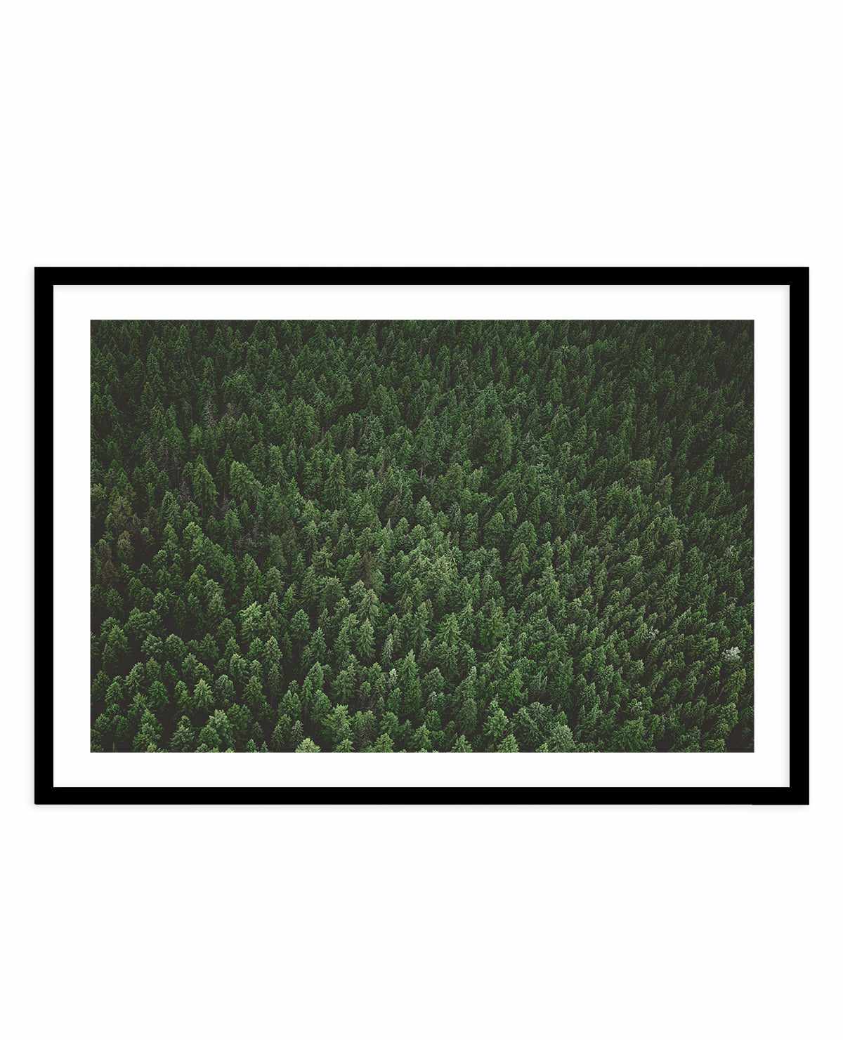 Pine Forest by Kalen X | Art Print