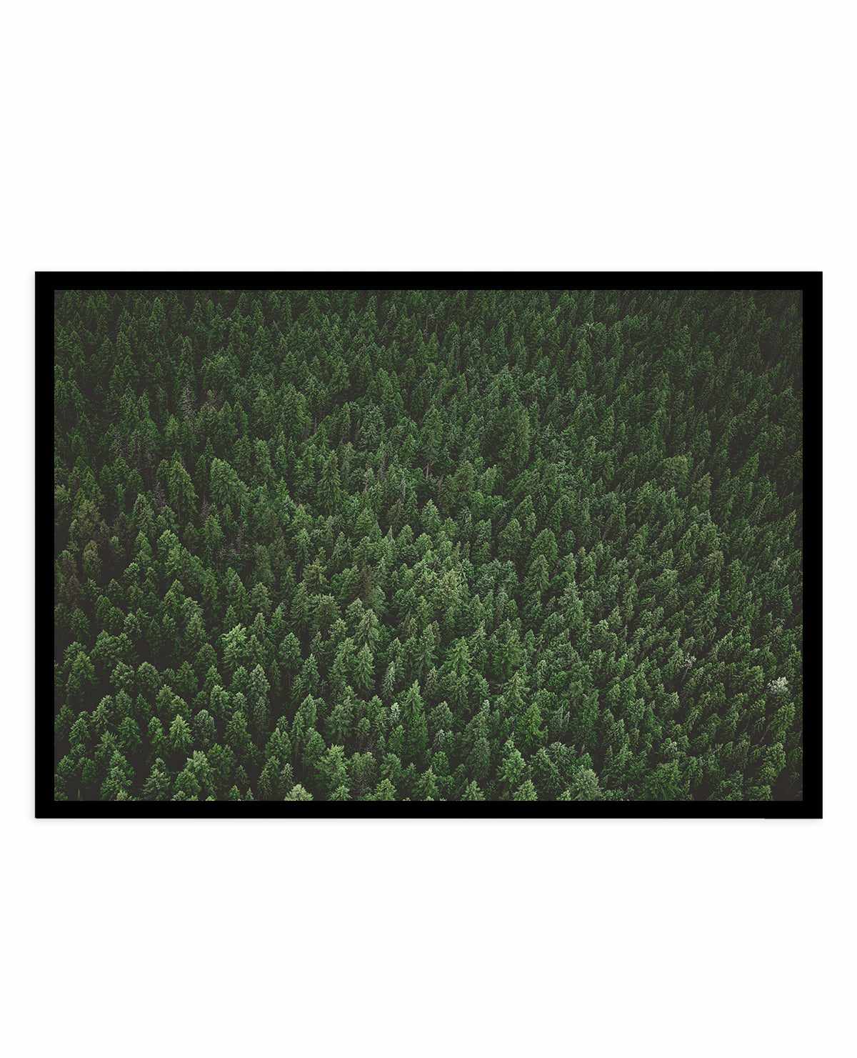 Pine Forest by Kalen X | Art Print