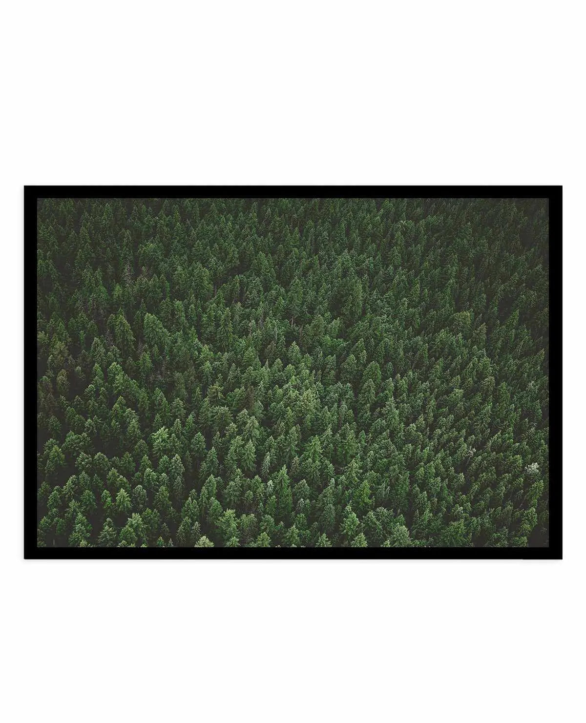 Pine Forest by Kalen X | Art Print from Olive et Oriel where you can shop wallpaper and artworks online