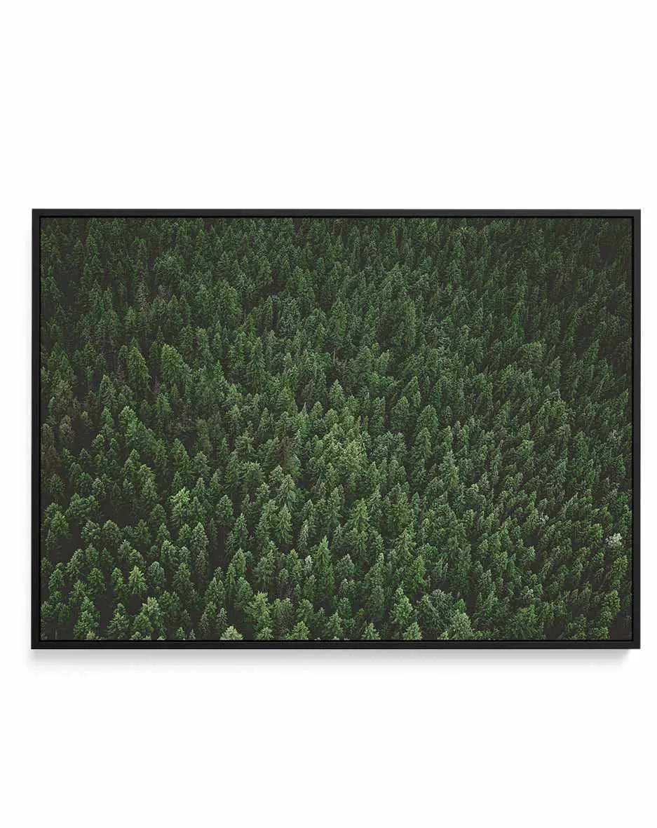 Pine Forest by Kalen X | Framed Canvas Art Print from Olive et Oriel where you can shop wallpaper and artworks online