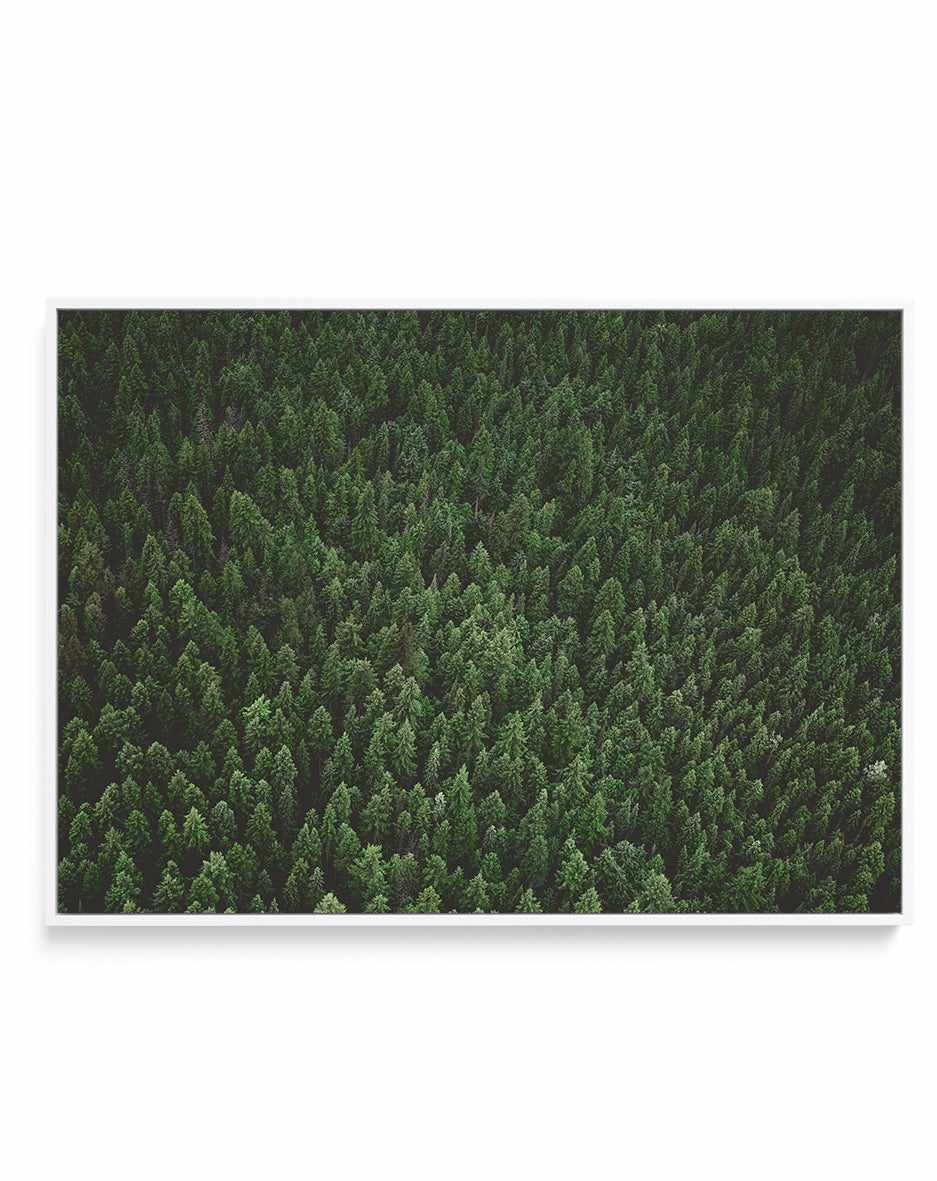 Pine Forest by Kalen X | Framed Canvas Art Print