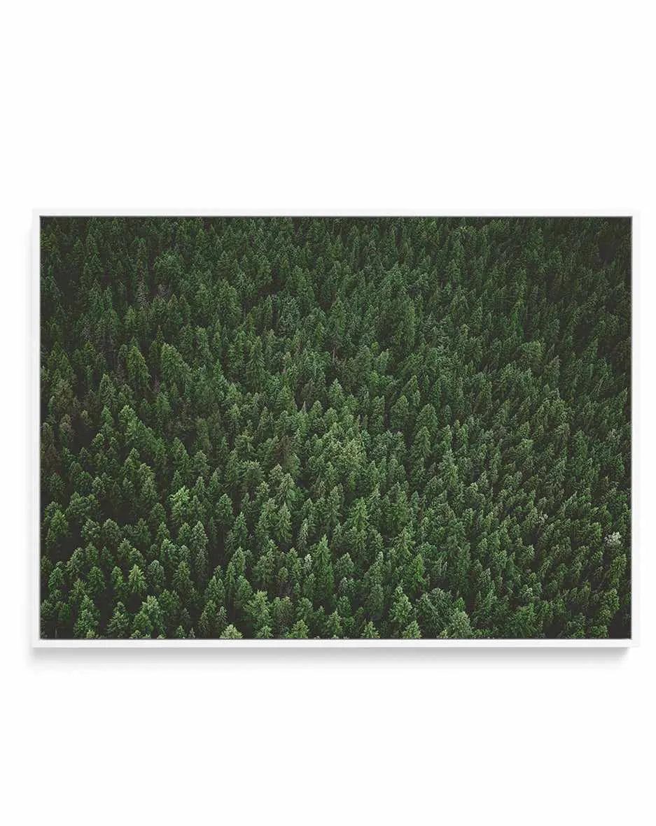 Pine Forest by Kalen X | Framed Canvas Art Print from Olive et Oriel where you can shop wallpaper and artworks online