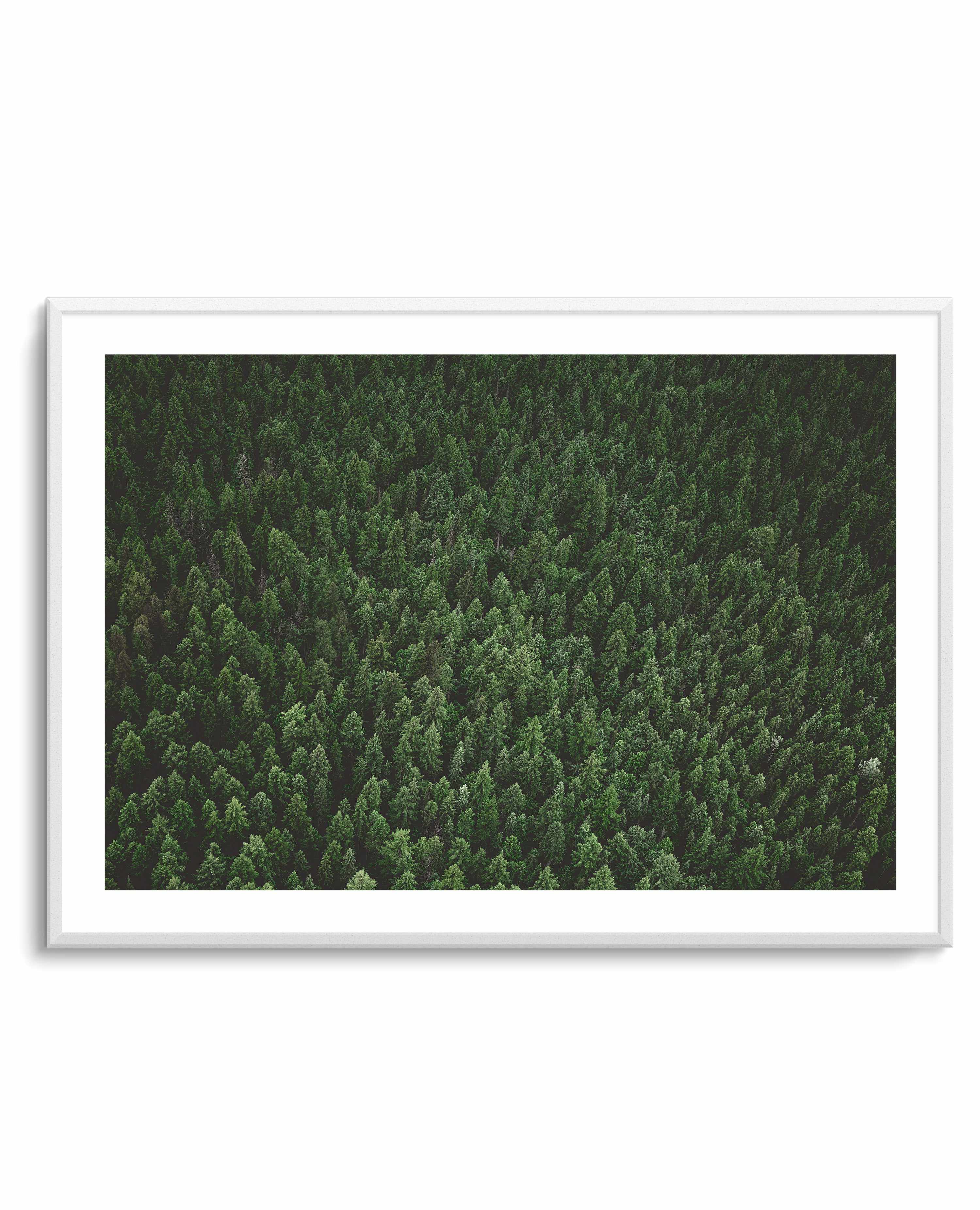 Pine Forest by Kalen X | Art Print