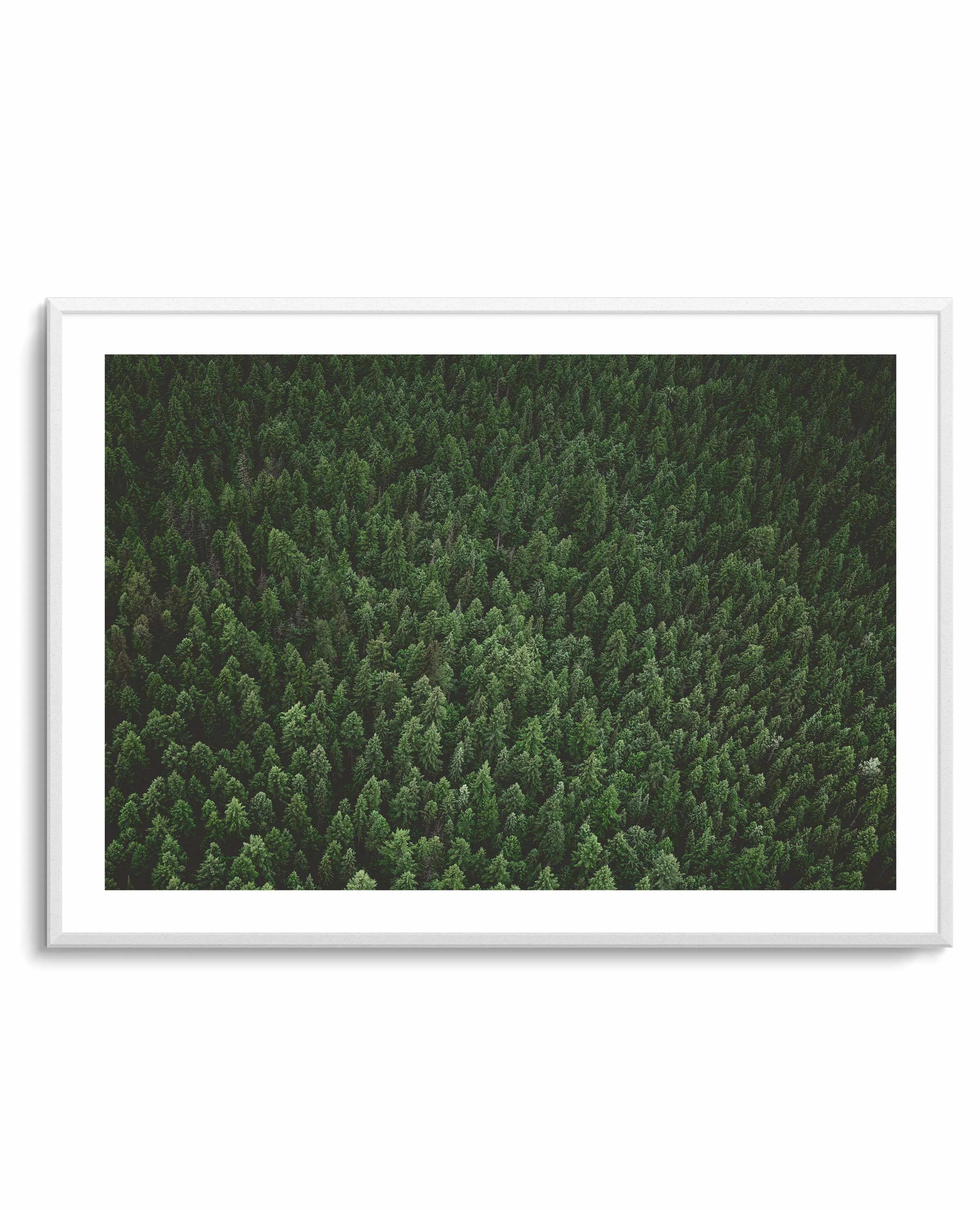 Pine Forest by Kalen X | Art Print from Olive et Oriel where you can shop wallpaper and artworks online
