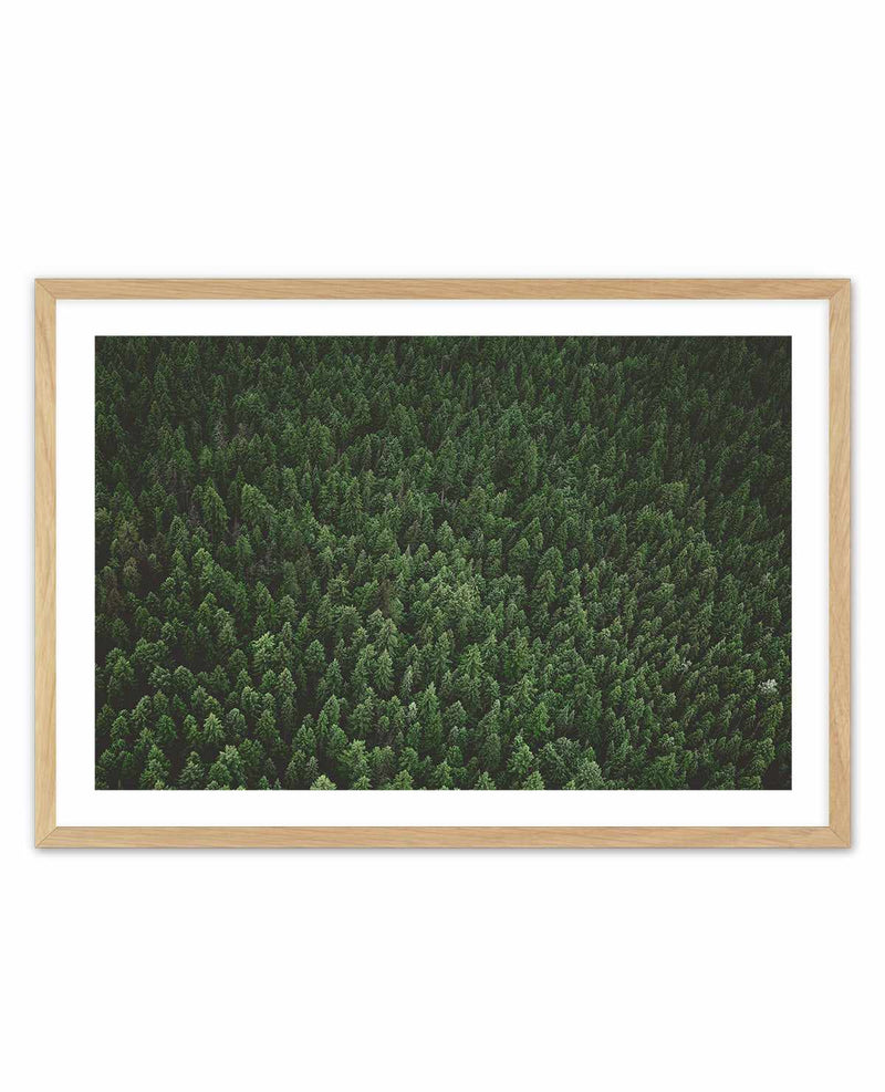 Pine Forest by Kalen X | Art Print