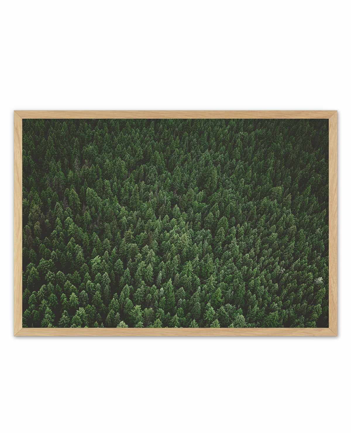 Pine Forest by Kalen X | Art Print