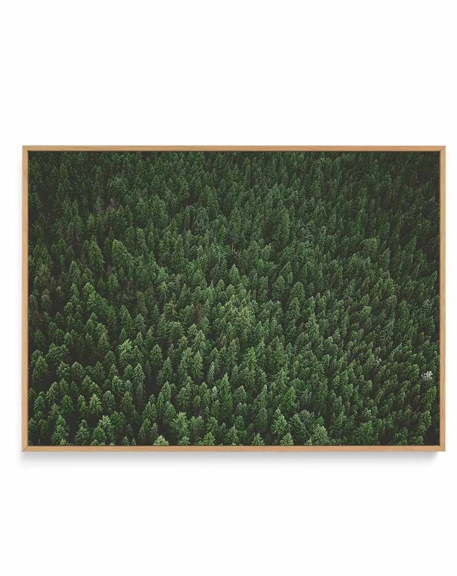 Pine Forest by Kalen X | Framed Canvas Art Print from Olive et Oriel where you can shop wallpaper and artworks online
