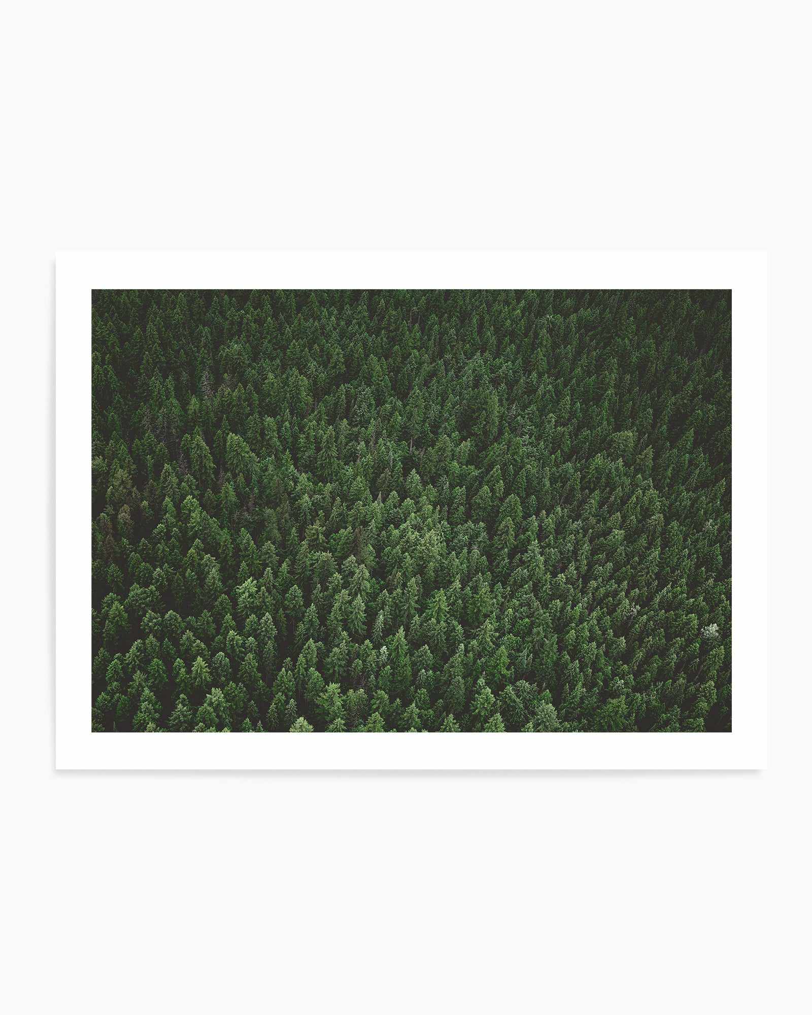 Pine Forest by Kalen X | Art Print