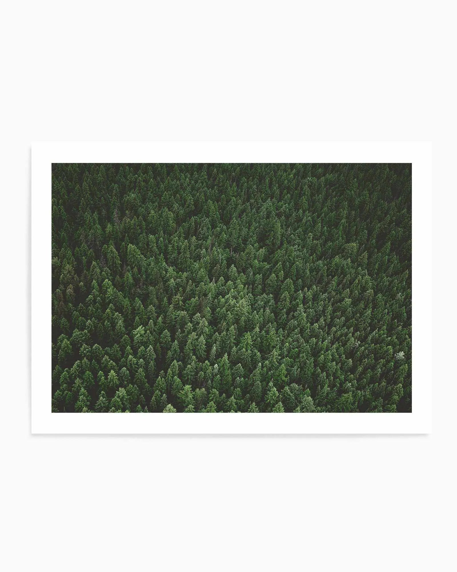 Pine Forest by Kalen X | Art Print from Olive et Oriel where you can shop wallpaper and artworks online