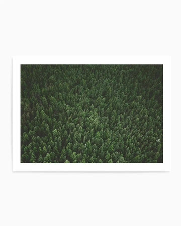 Pine Forest by Kalen X | Art Print from Olive et Oriel where you can shop wallpaper and artworks online
