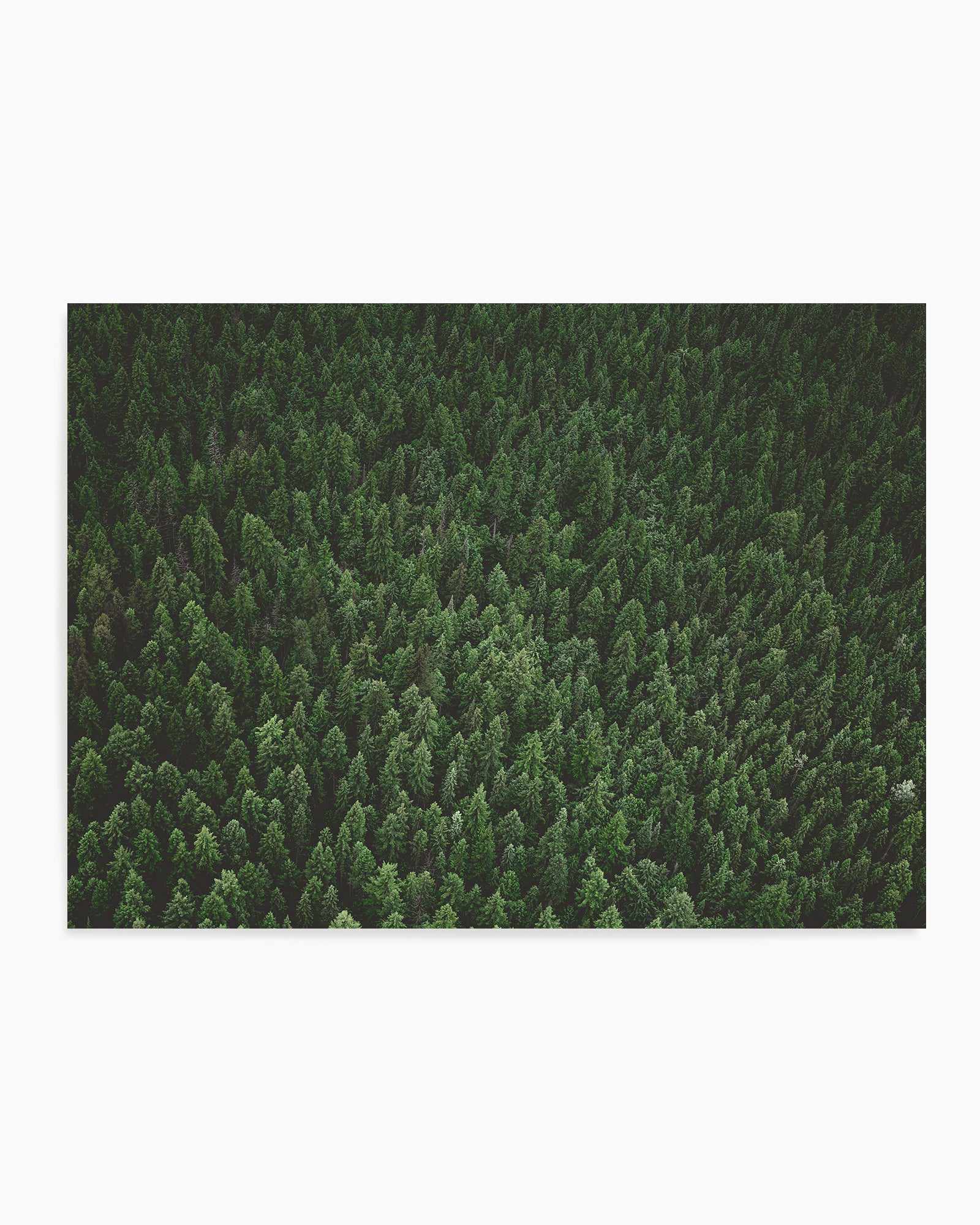 Pine Forest by Kalen X | Art Print