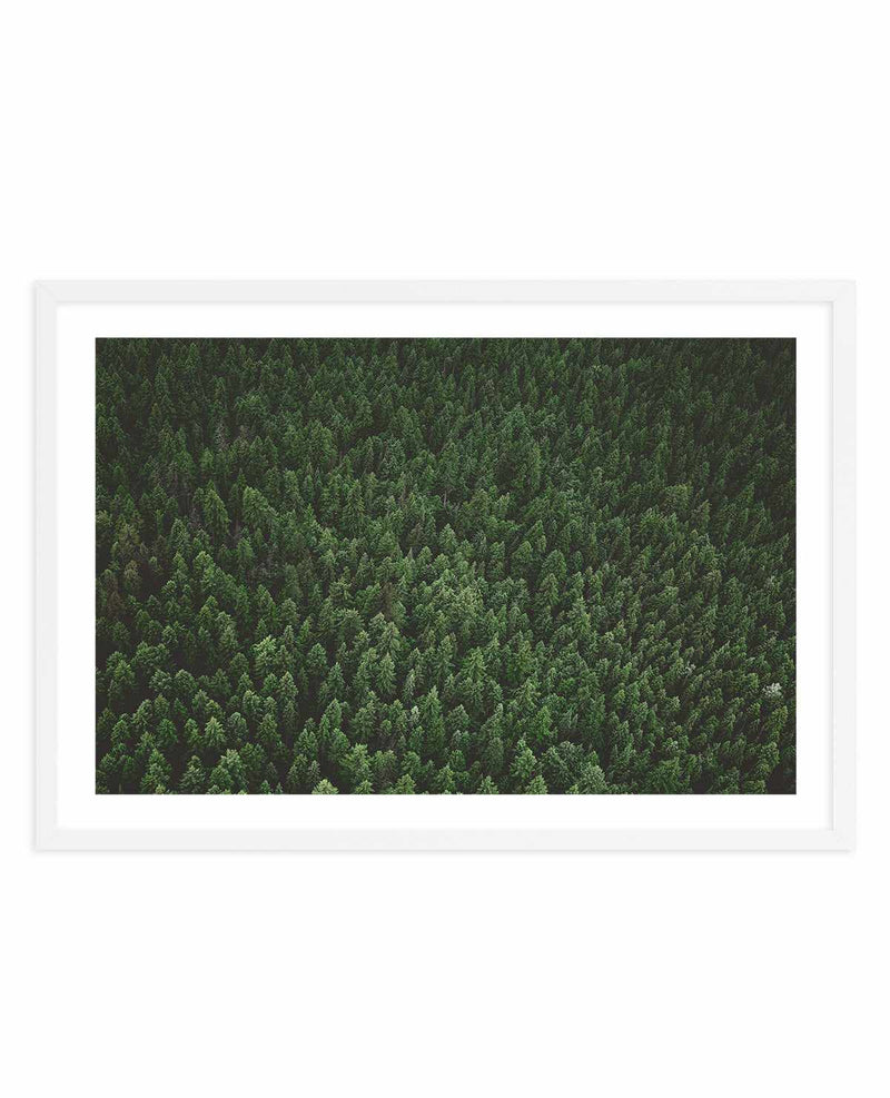 Pine Forest by Kalen X | Art Print