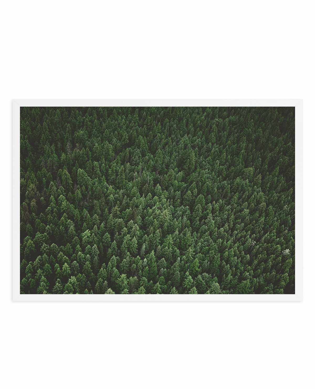 Pine Forest by Kalen X | Art Print