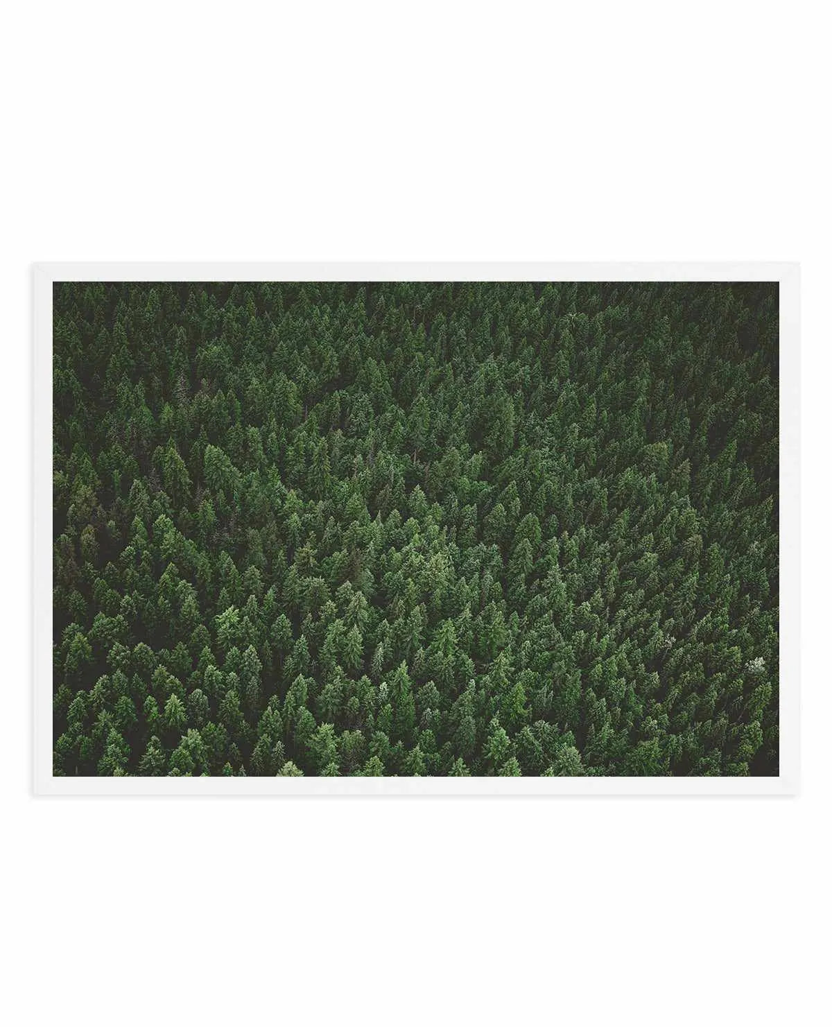 Pine Forest by Kalen X | Art Print from Olive et Oriel where you can shop wallpaper and artworks online