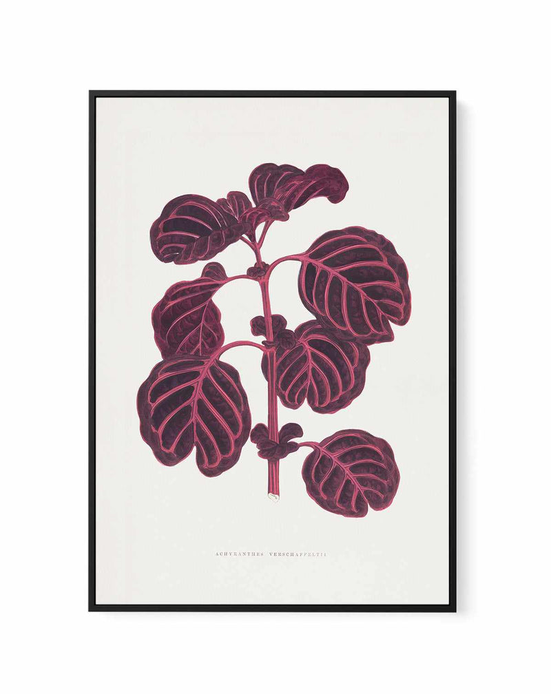 Pink Achyranthes Verschaffeltii Leaf Illustratio By Les Plantes | Framed Canvas Art Print