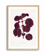 Pink Achyranthes Verschaffeltii Leaf Illustration By Les Plantes a | Art Print