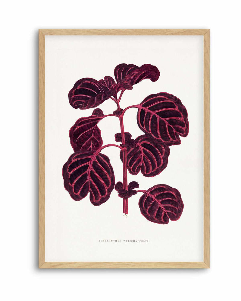 Pink Achyranthes Verschaffeltii Leaf Illustration By Les Plantes a | Art Print