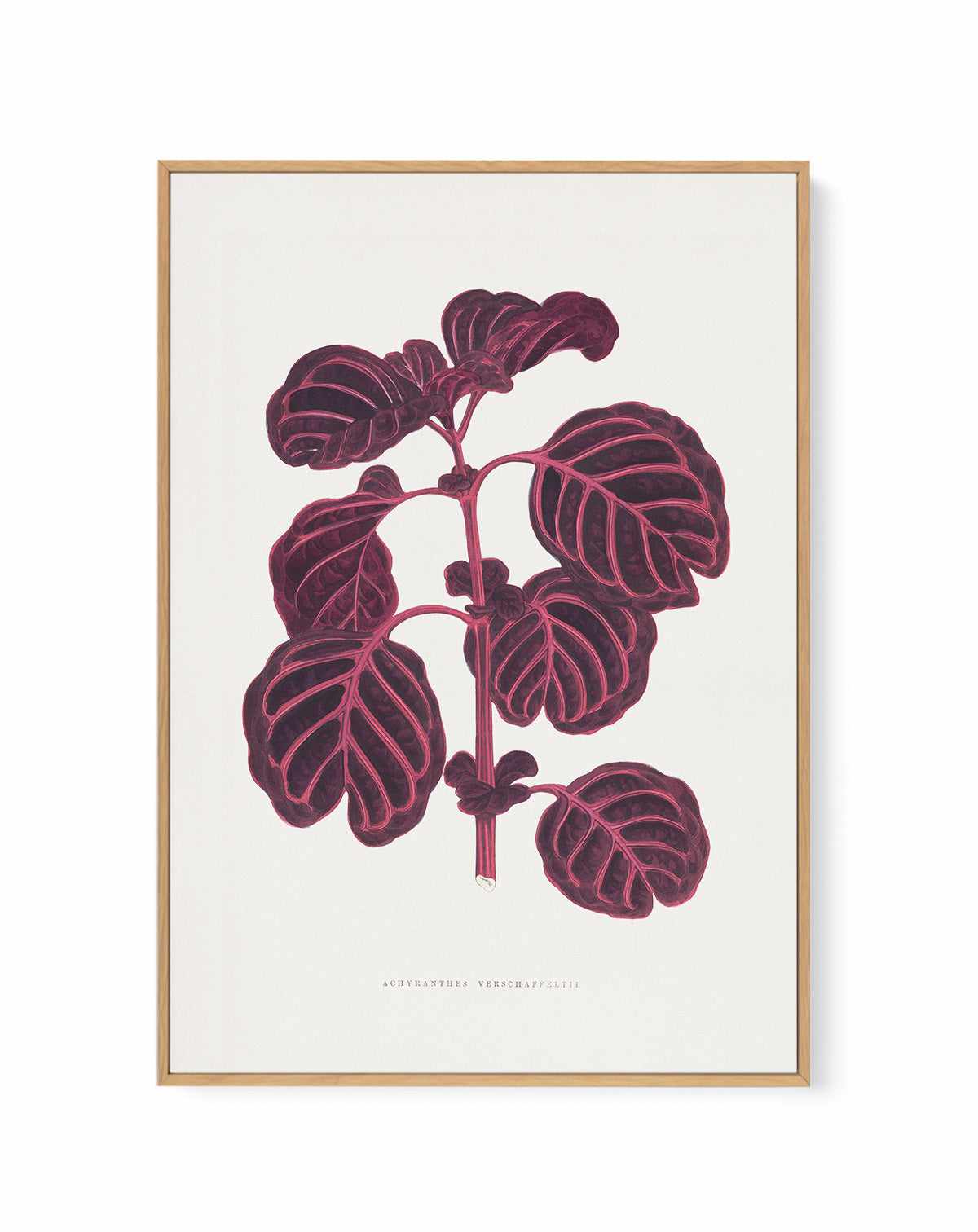 Pink Achyranthes Verschaffeltii Leaf Illustratio By Les Plantes | Framed Canvas Art Print from Olive et Oriel where you can shop wallpaper and artworks online
