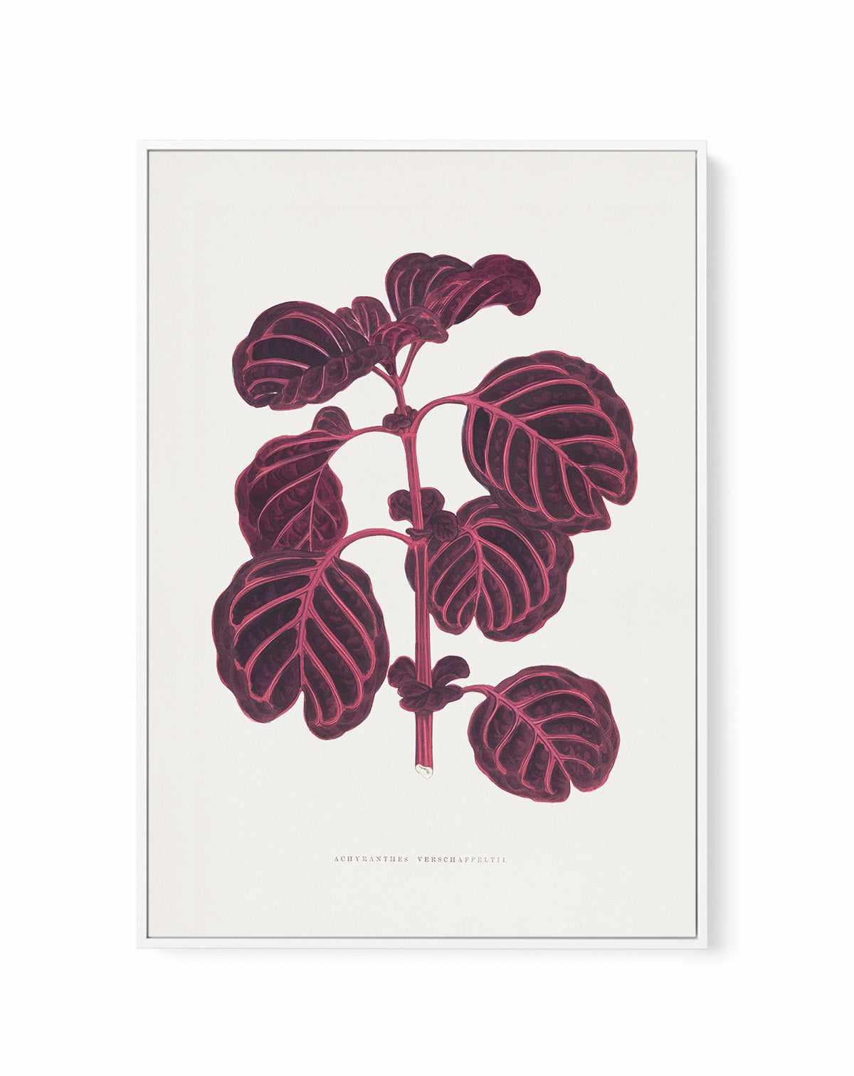 Pink Achyranthes Verschaffeltii Leaf Illustratio By Les Plantes | Framed Canvas Art Print