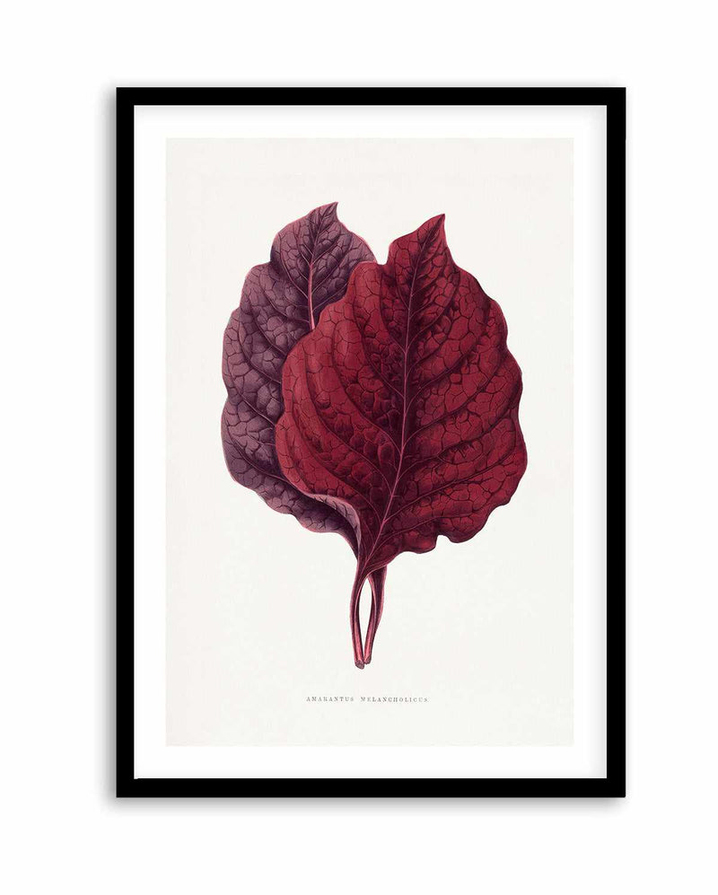 Pink Amarantus Leaf Illustration By Les Plantes a | Art Print