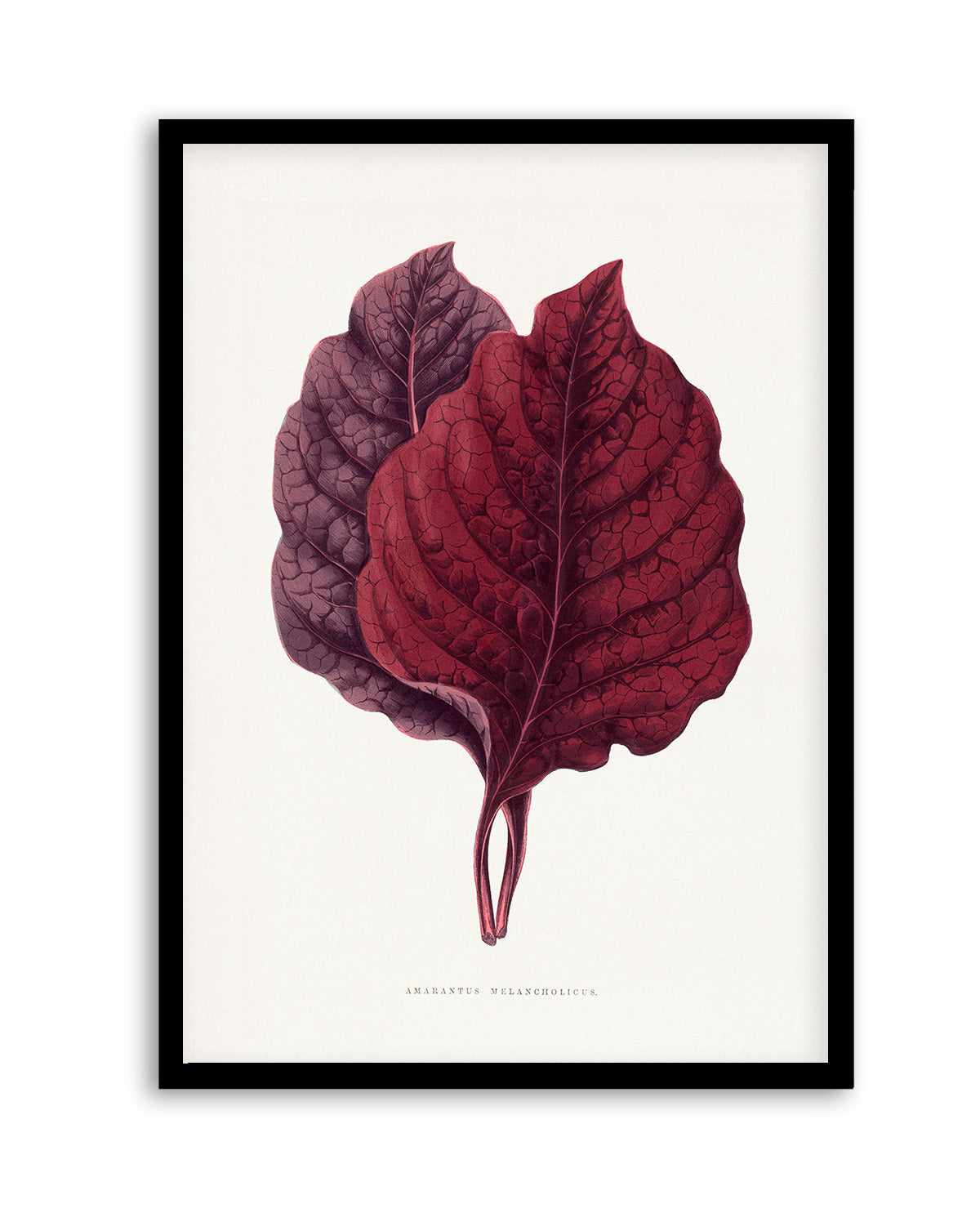Pink Amarantus Leaf Illustration By Les Plantes a | Art Print from Olive et Oriel where you can shop wallpaper and artworks online