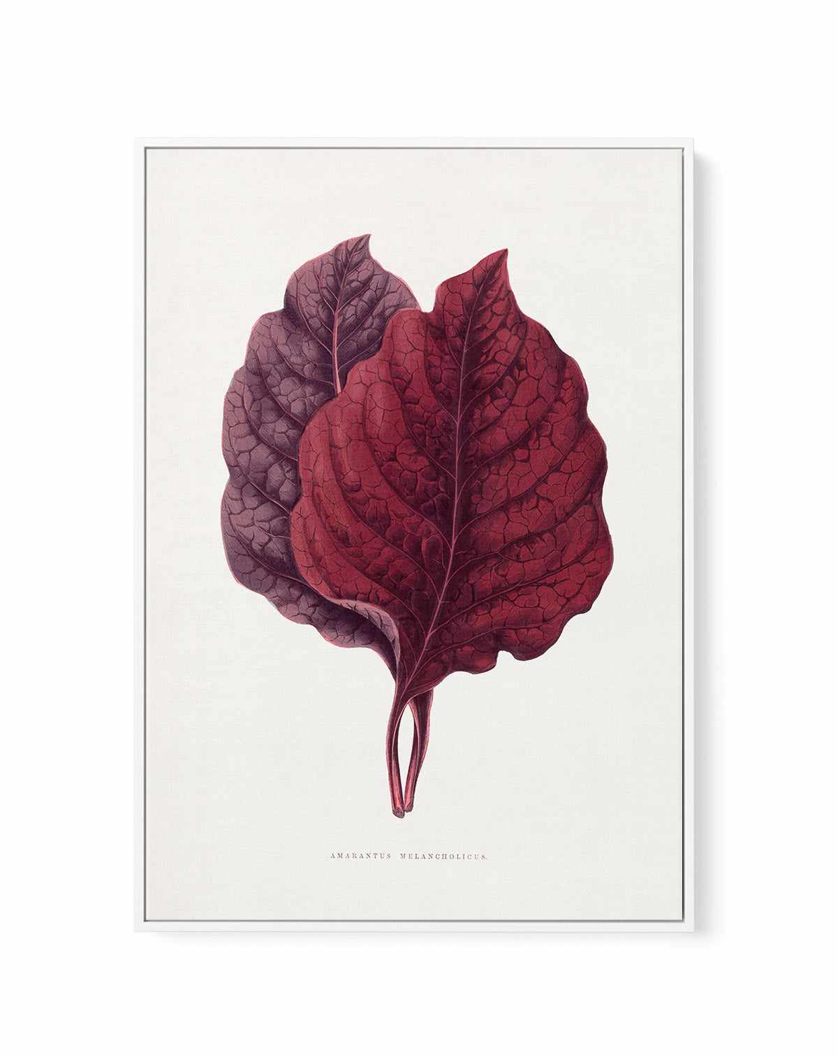 Pink Amarantus Leaf Illustration By Les Plantes a | Framed Canvas Art Print