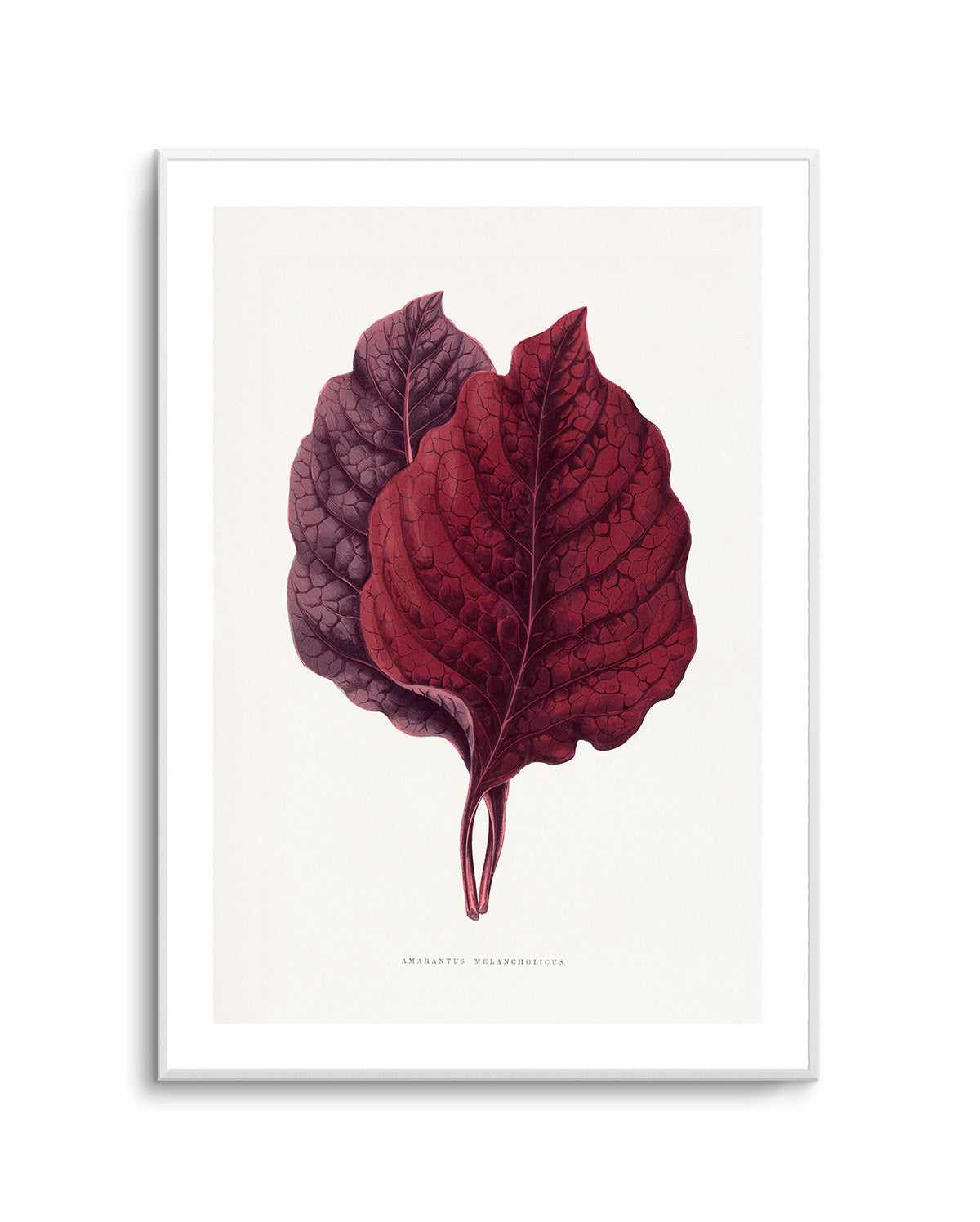 Pink Amarantus Leaf Illustration By Les Plantes a | Art Print from Olive et Oriel where you can shop wallpaper and artworks online