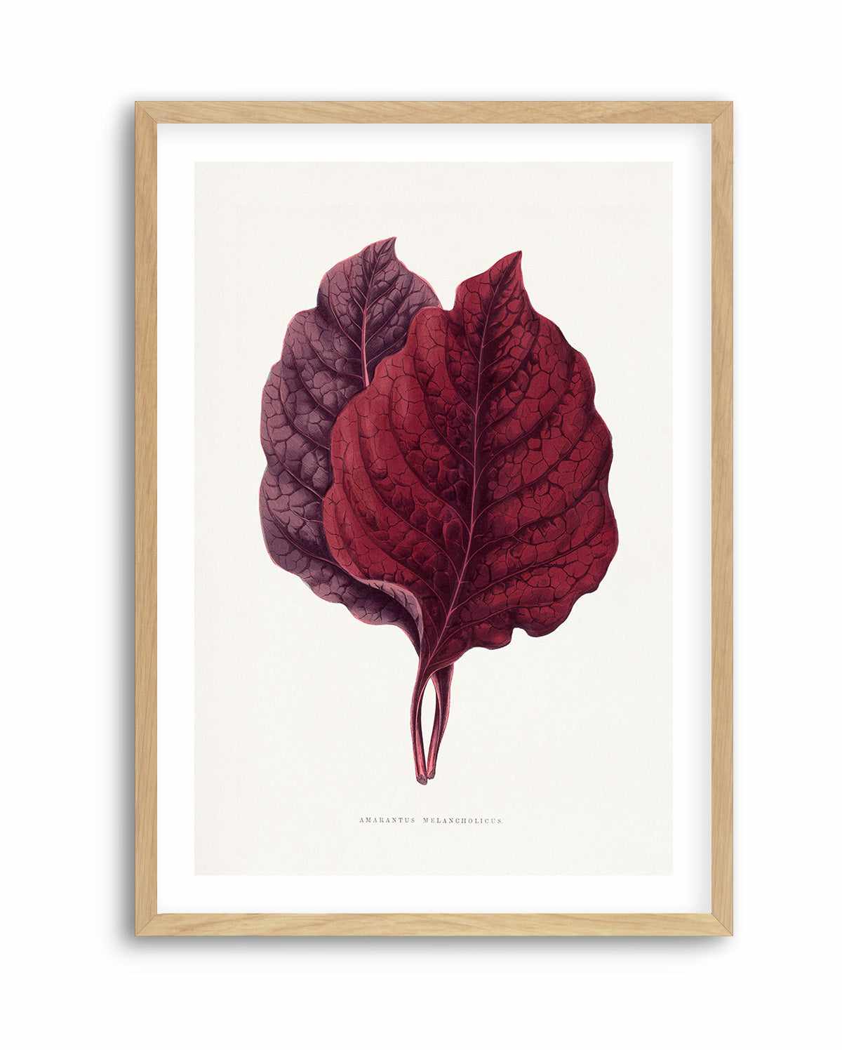 Pink Amarantus Leaf Illustration By Les Plantes a | Art Print from Olive et Oriel where you can shop wallpaper and artworks online