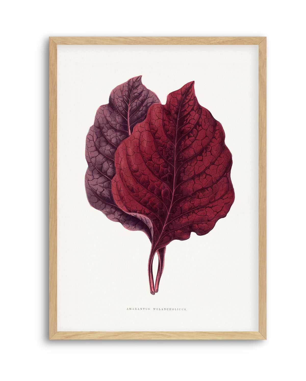 Pink Amarantus Leaf Illustration By Les Plantes a | Art Print from Olive et Oriel where you can shop wallpaper and artworks online