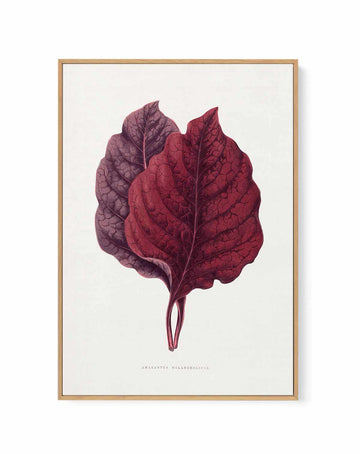 Pink Amarantus Leaf Illustration By Les Plantes a | Framed Canvas Art Print from Olive et Oriel where you can shop wallpaper and artworks online