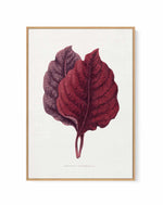 Pink Amarantus Leaf Illustration By Les Plantes a | Framed Canvas Art Print
