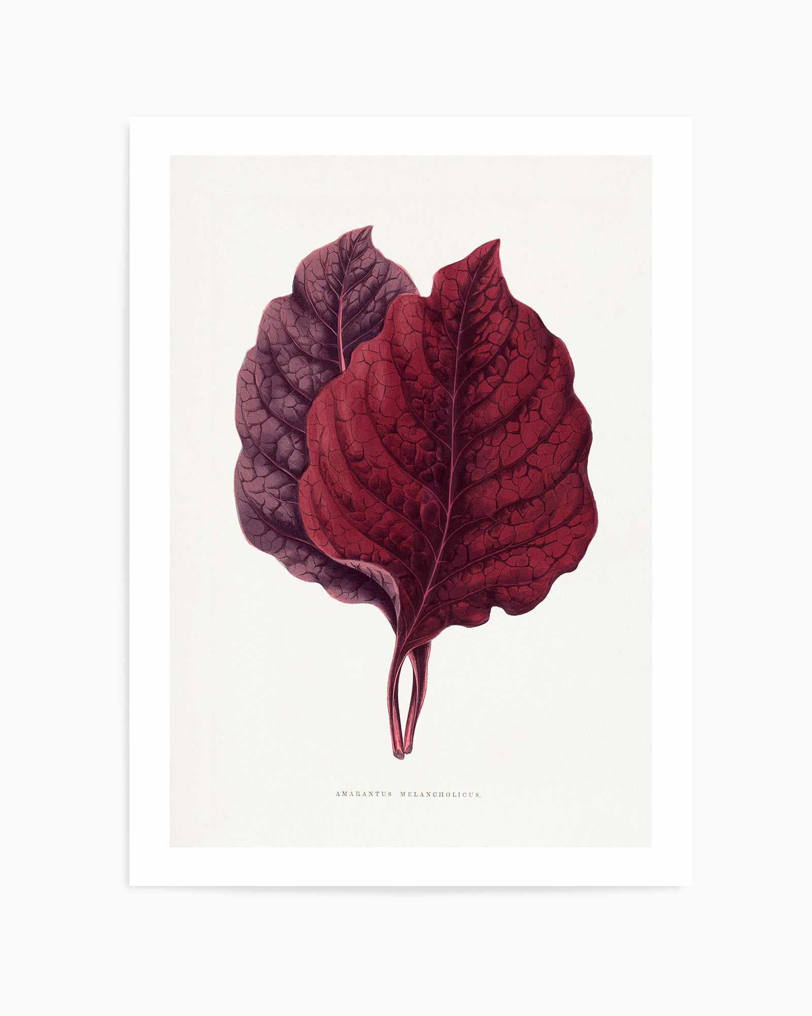 Pink Amarantus Leaf Illustration By Les Plantes a | Art Print from Olive et Oriel where you can shop wallpaper and artworks online