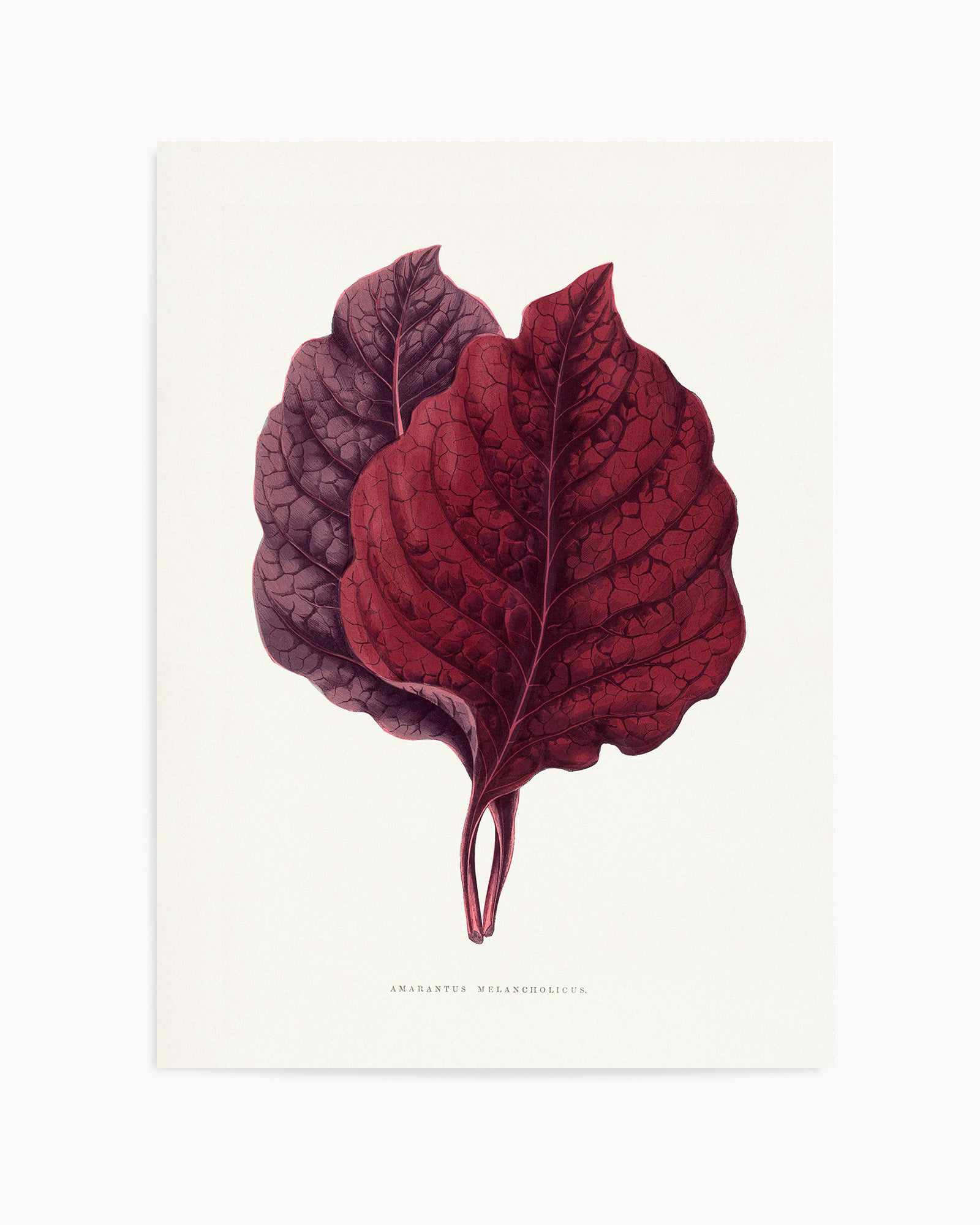 Pink Amarantus Leaf Illustration By Les Plantes a | Art Print from Olive et Oriel where you can shop wallpaper and artworks online
