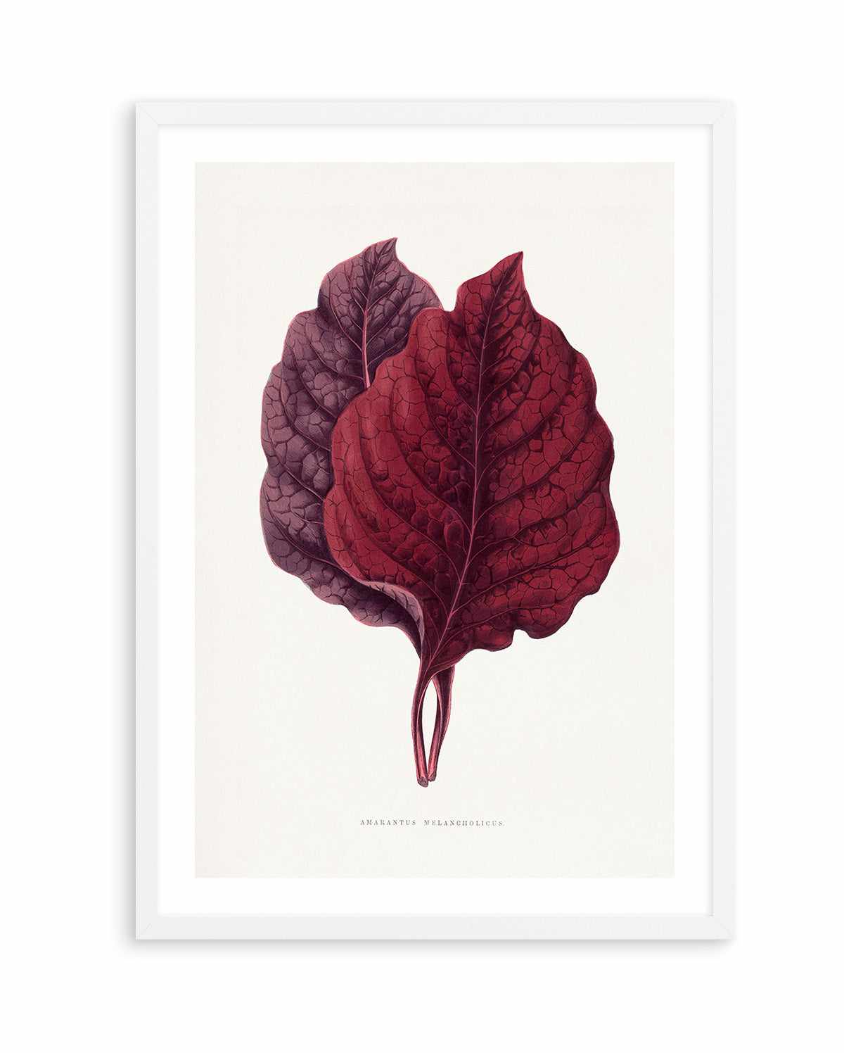Pink Amarantus Leaf Illustration By Les Plantes a | Art Print from Olive et Oriel where you can shop wallpaper and artworks online