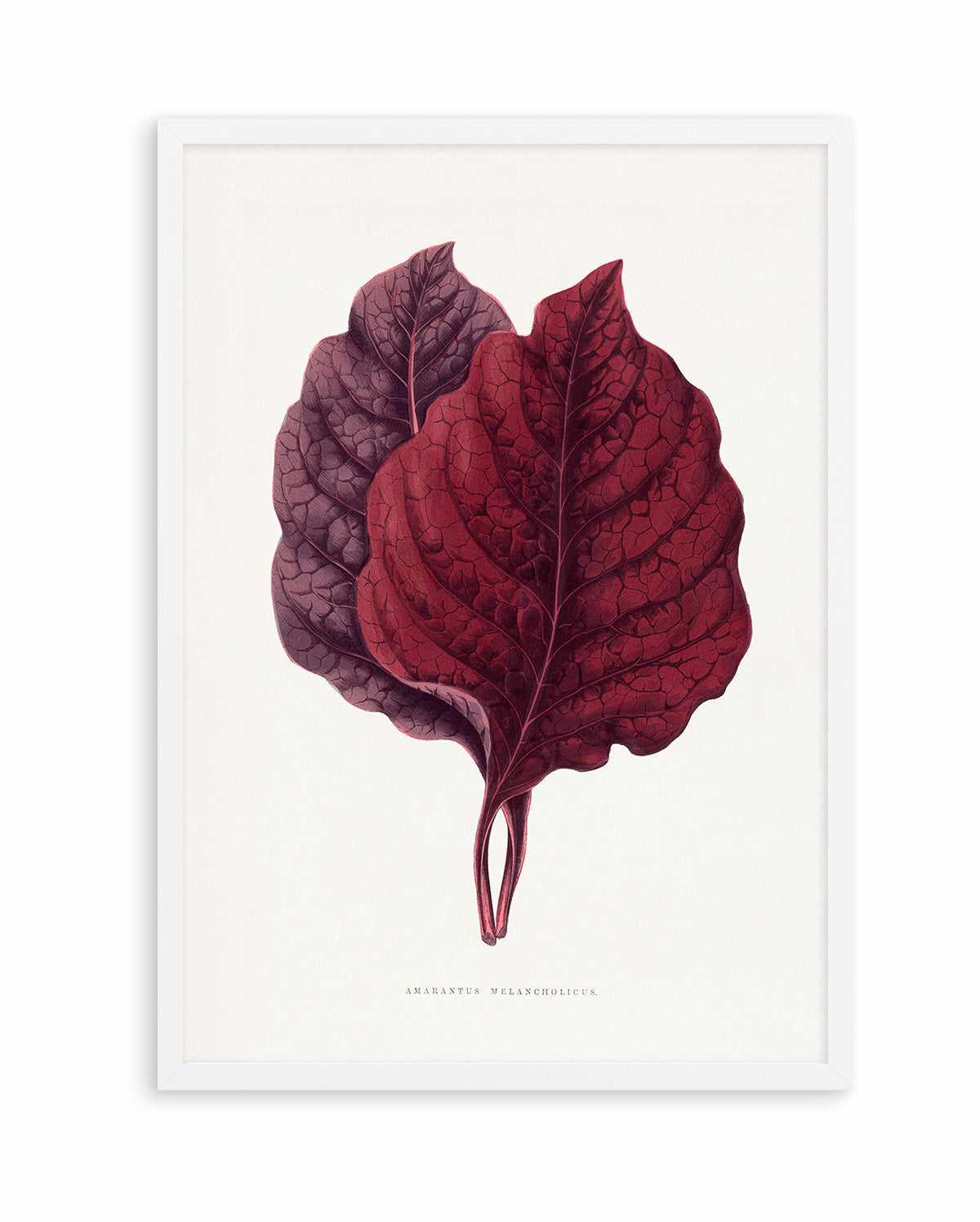 Pink Amarantus Leaf Illustration By Les Plantes a | Art Print from Olive et Oriel where you can shop wallpaper and artworks online