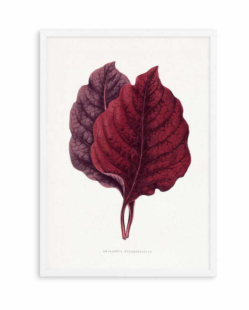 Pink Amarantus Leaf Illustration By Les Plantes a | Art Print