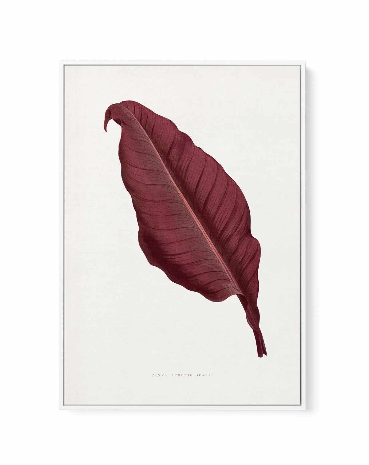 Pink Canna Atronigricans Leaf Illustration By Les Plantes a | Framed Canvas Art Print