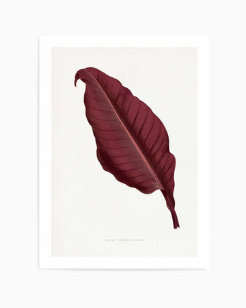 Pink Canna Atronigricans Leaf Illustration By Les Plantes a | Art Print from Olive et Oriel where you can shop wallpaper and artworks online