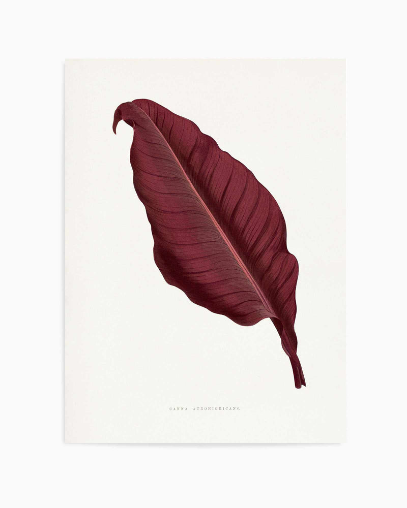 Pink Canna Atronigricans Leaf Illustration By Les Plantes a | Art Print