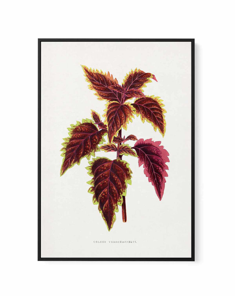 Pink Coleus Leaf Illustration By Les Plantes a | Framed Canvas Art Print