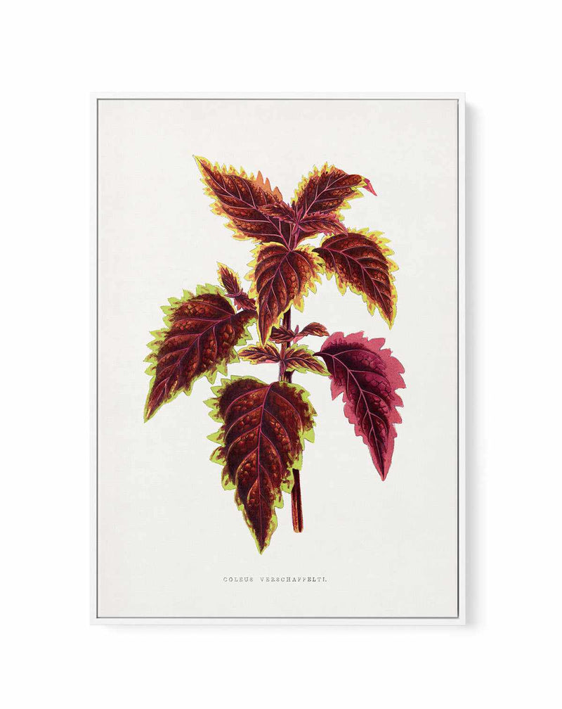 Pink Coleus Leaf Illustration By Les Plantes a | Framed Canvas Art Print