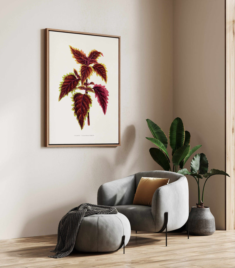 Pink Coleus Leaf Illustration By Les Plantes a | Framed Canvas Art Print