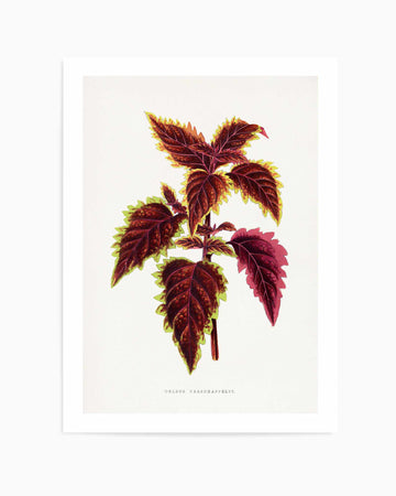 Pink Coleus Leaf Illustration By Les Plantes a | Art Print from Olive et Oriel where you can shop wallpaper and artworks online