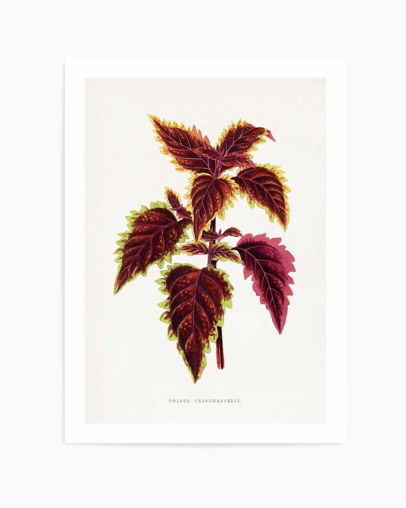 Pink Coleus Leaf Illustration By Les Plantes a | Art Print
