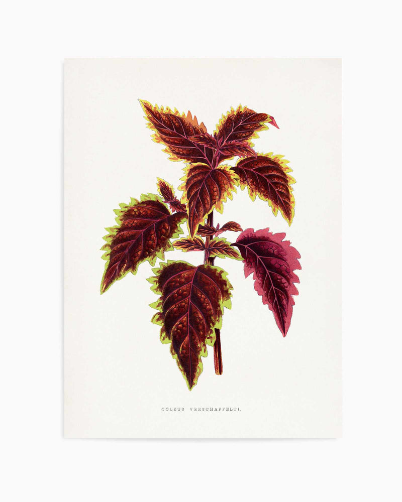 Pink Coleus Leaf Illustration By Les Plantes a | Art Print