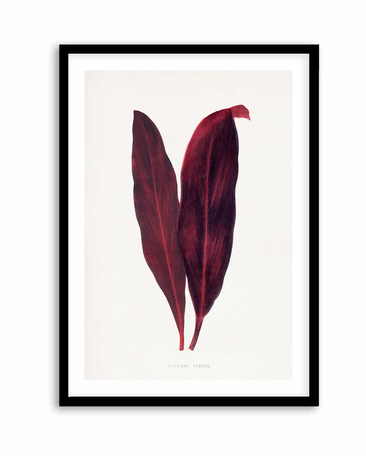 Pink Dracaena Ferrea Leaf Illustration By Les Plantes a | Art Print from Olive et Oriel where you can shop wallpaper and artworks online