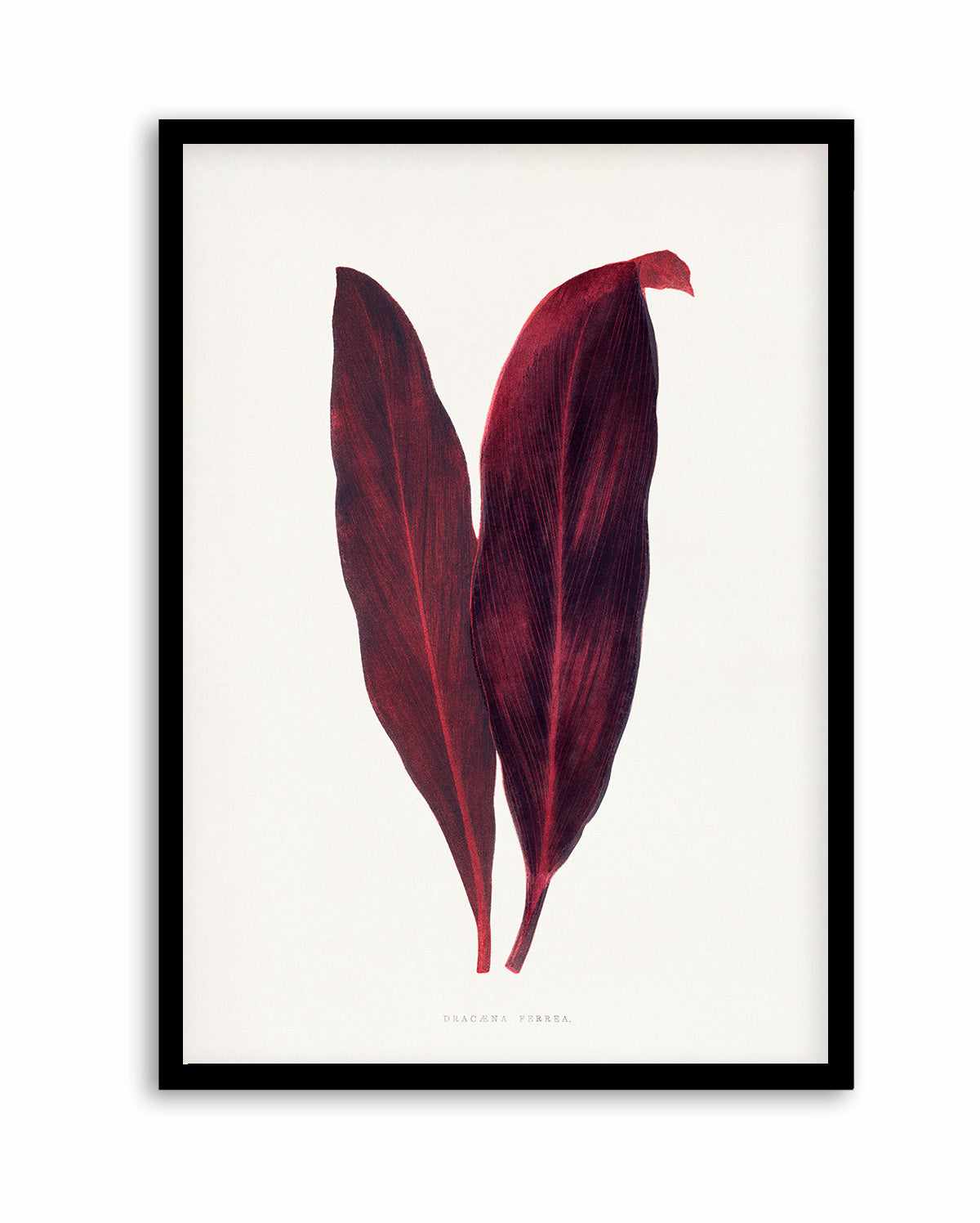 Pink Dracaena Ferrea Leaf Illustration By Les Plantes a | Art Print from Olive et Oriel where you can shop wallpaper and artworks online