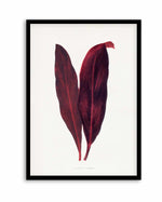 Pink Dracaena Ferrea Leaf Illustration By Les Plantes a | Art Print