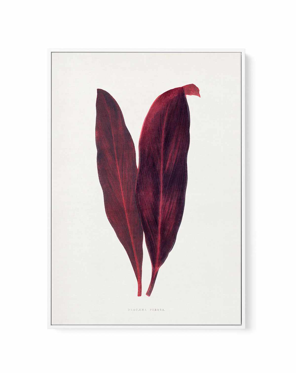 Pink Dracaena Ferrea Leaf Illustration By Les Plantes a | Framed Canvas Art Print