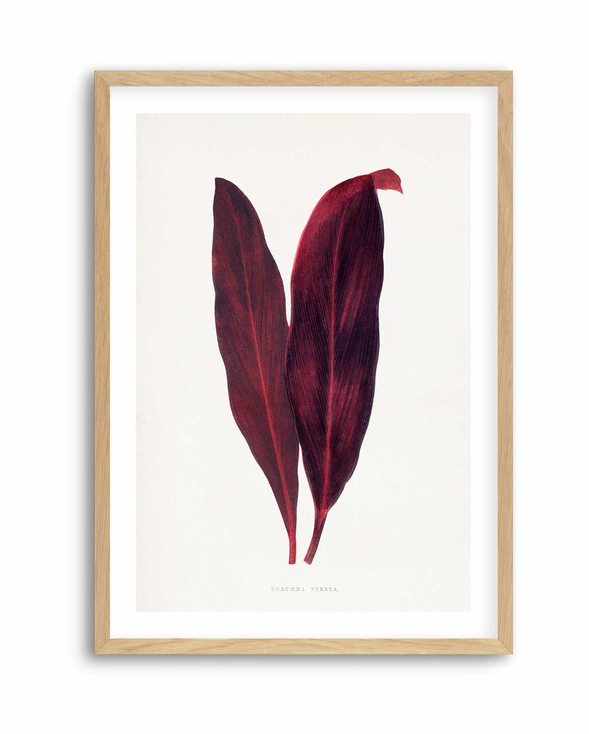 Pink Dracaena Ferrea Leaf Illustration By Les Plantes a | Art Print from Olive et Oriel where you can shop wallpaper and artworks online